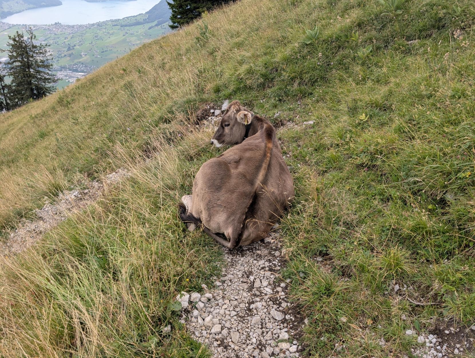 Eine Kuh liegt vor uns auf dem Wanderweg